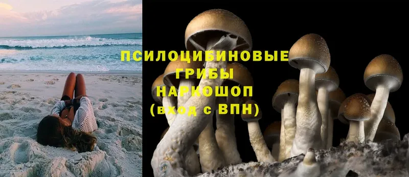 Псилоцибиновые грибы Psilocybine cubensis  где найти наркотики  Красный Сулин 